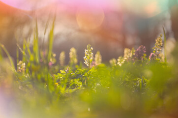 Fototapeta premium Spring meadow