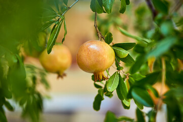 Pomegranate fruit that ripens on the tree