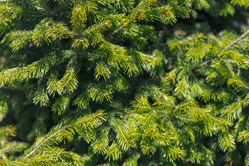 Spring crown of the coniferous tree Abies sibirica (or fir, yalitsa, forest doctor). Selective...