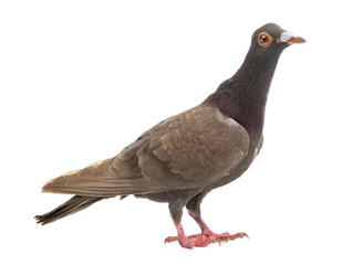 dove dragon isolated on white background