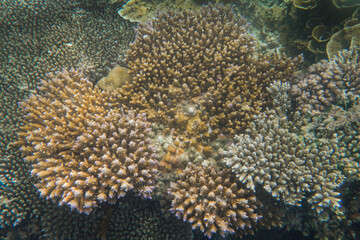 Fototapeta na wymiar Beautiful coral reefs under the sea in Karimun Jawa, Indonesia