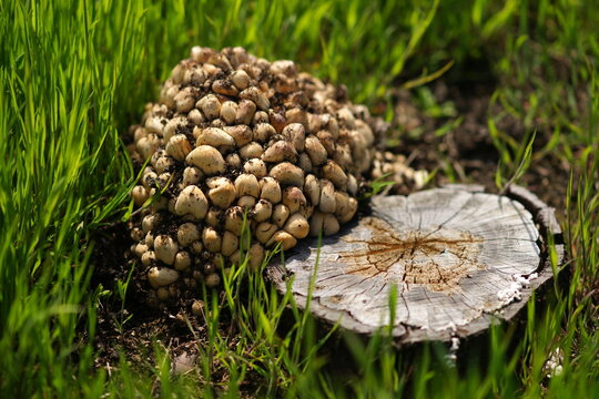 Large fresh mycelium near an old tree stump in a spring field. Mushrooms grow on a tree stump