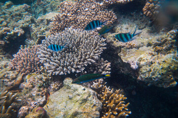 Naklejka na ściany i meble Beautiful coral reefs under the sea in Karimun Jawa, Indonesia