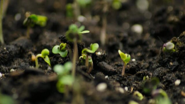 A seedling growing from the dirt time lapse video. Green healthy food with vitamins.