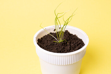 Young seedling in a peat tablet isolated on a green background. Indoor home growing of seedlings.