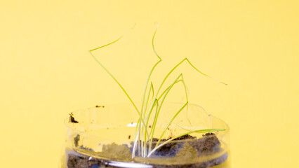 Young seedling in a peat tablet isolated on a green background. Indoor home growing of seedlings.