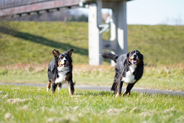 border collie dog