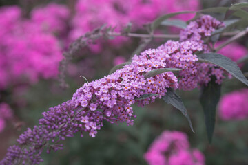 Flowering branch bush closeup buddlei