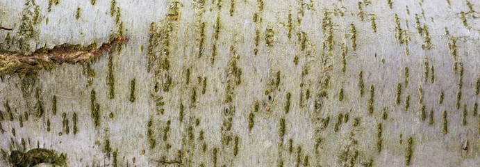 Wooden texture. wood bark background