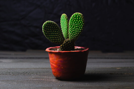 Maceta Con Cactus O Suculenta, Decoracion De Interiores Fashion Style