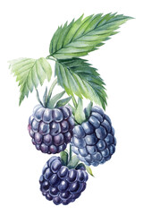 Blackberries, isolated white background. Watercolor botanical illustration, Floral design elements
