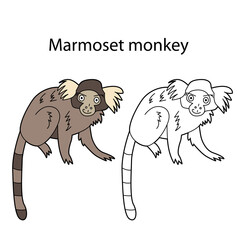 Funny cute animal marmoset monkey isolated on white background. Linear, contour, black and white and colored version. Illustration can be used for coloring book and pictures for children