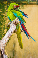 Colorful Parrot