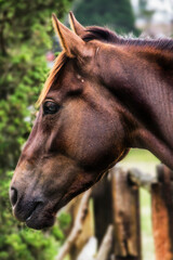 Fototapeta premium Close up of a Horse