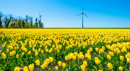 Colorful tulips and wind turbines in an agricultural field in blue sunlight in spring, Noordoostpolder, Flevoland, The Netherlands, April 26, 2021