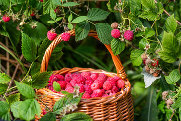 Ripe wild raspberries in the basket