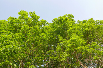 Rubber tree plantation in thailand.