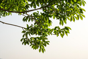 Rubber tree plantation in thailand.