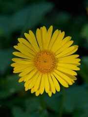 Blooming yellow flower in the garden