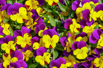 Colorful decoration of blooming flowers of heartsease or Viola or Pansy flowers ; Viola × wittrockiana with blurry background
