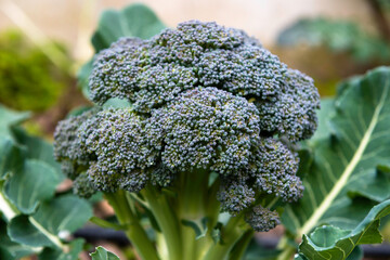 Coltivazione di broccoli biologici nell'orto 