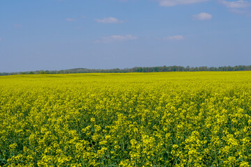 Obraz premium Beautiful Rape field at then springtime 