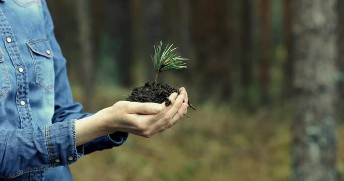 planting a forest and reforestation concept - hands holding pine tree seedling