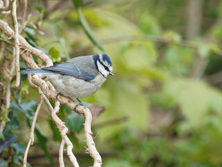 A Blue Tit (Cyanistes caeruleus) sat on a branch at Big Pool Wood, a Wildlife Trust reserve in Gronant, North Wales.