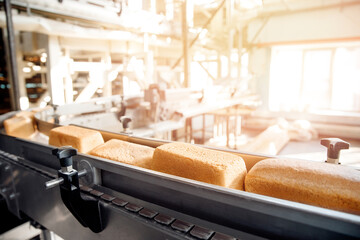 Baked square breads on conveyor food automatic production line bakery from hot oven, sun light