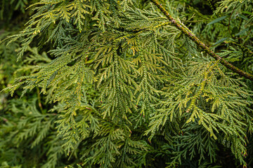 Evergreen leaves on branch of Thujopsis dolabrata, also called hiba, false arborvitae, or hiba arborvitae in 
