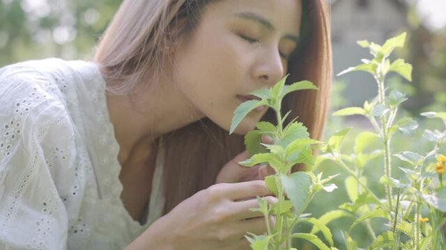 Young attractive female gardener examining a green basil leaf and  smells organic herb in her own garden with beautiful afternoon sunlight, home growing plants, healthy food and healthcare concept 