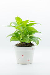 golden pothos in white plant pot isolated on white background