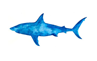 shark watercolor