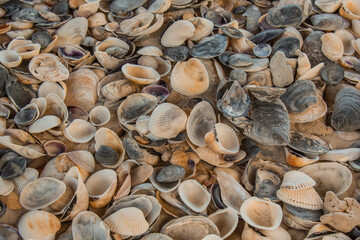 multicolored river seashells lie chaotically on the sand next to the sea. Macro photography. Close-up background concept, copy space