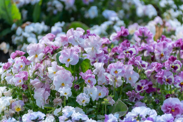 カラフルパンジー