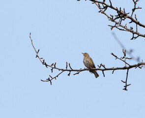 Songthrush sits and sings on a tree branch against a blue sky