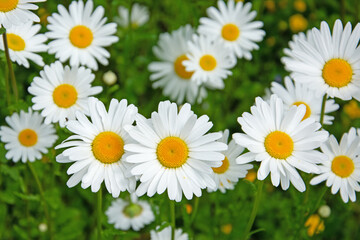 Fototapeta premium Blühende Margeriten, Leucanthemum, im Frühling