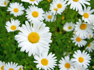 Obraz premium Blühende Margeriten, Leucanthemum, im Frühling