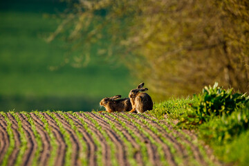 A wild hare on a field © hecke71