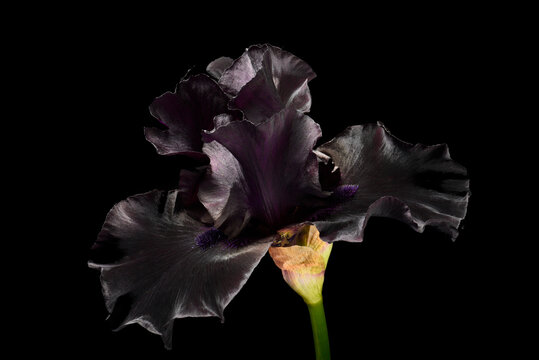 Flower black iris on a black background, isolated. close-up.