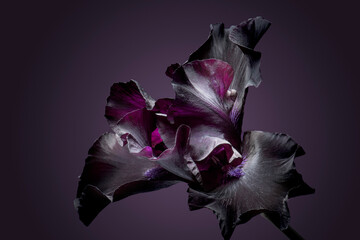 Dark iris flower, dark background, close-up.