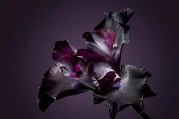 Fotobehang Dark iris flower, dark background, close-up. © Illya