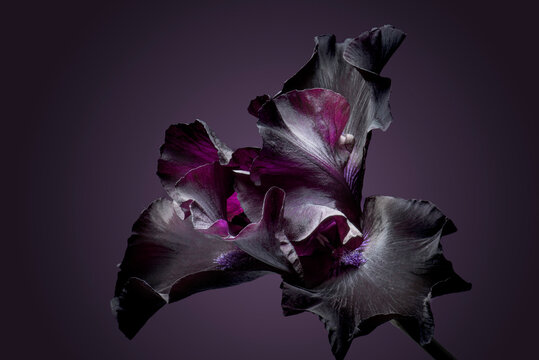 Dark iris flower, dark background, close-up.