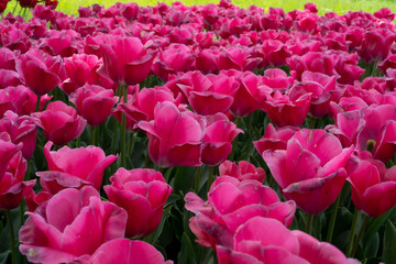 ピンクチューリップ