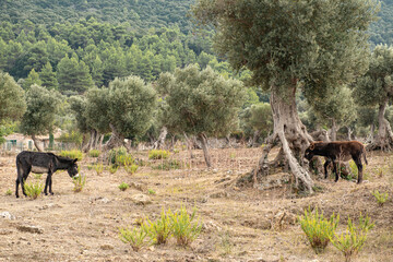 Two donkeys in the olive grove | 5888