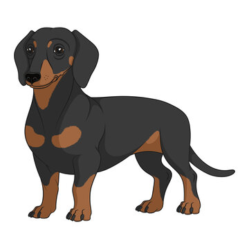 Color illustration with black and tan dachshund dog. Isolated vector object on white background.