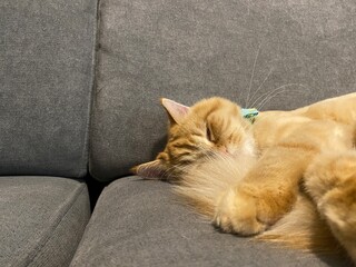 Adorable orange Persian cat lay down on sofa