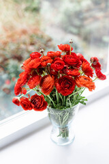 Front view of red persian buttercups in a glass vase on white background. Ranunculus asiaticus.