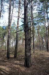 Forest near Kiev at spring
