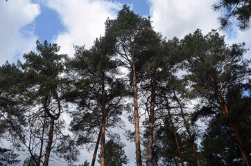 Forest near Kiev at spring